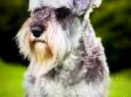 Miniature schnauzer