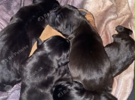 5 beautiful labrador puppies.
