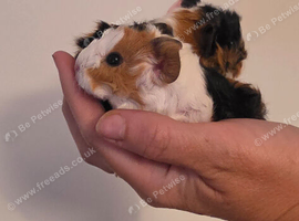 Baby Texel Guinea pigs.
