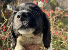 cocker spaniel puppies