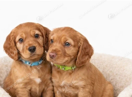 Cocker Spaniel Pups
