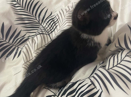 Beautiful Female Kitten - Ready Now