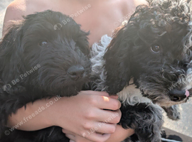Cockapoo pups 2 left