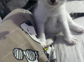 Selling kittens