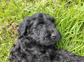 Brilliant Cockalier-a-Poo Puppies &ndash; Ready Soon!