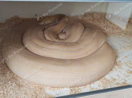 Adult Reticulated python female lavender motley golden child