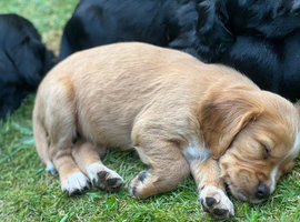 KC registered cocker spaniel puppies