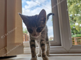 Beautiful 6-8 week old Kitten