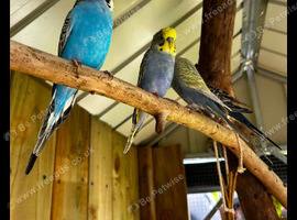 Budgies