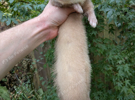 Ferret Jill kitt