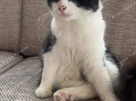 Female tuxedo 6months