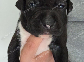 American Bulldog old tipe