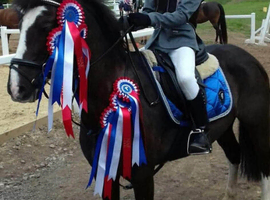 Black Welsh x 12hh ish Gelding