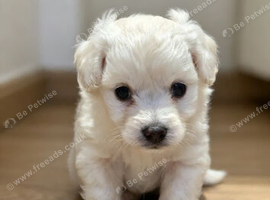 Toy poodle X chihuahua