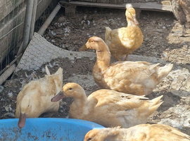 Buff Orpington ducks available