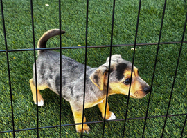 Jack Russell puppies