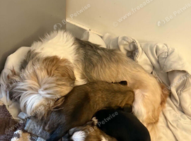 3 male Lhasa apso puppies for sale