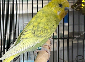 Budgies
