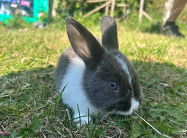 Netherland dwarf bunnies ready to leave
