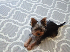 Yorkshire Terrier