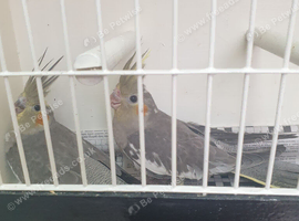 Cockatails