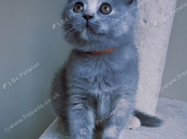 British shorthair kittens