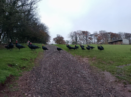 norfolk black turkey hatching eggs