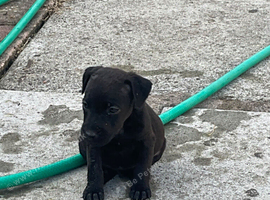 Lakeland /fell terrier pups x2 bitches left