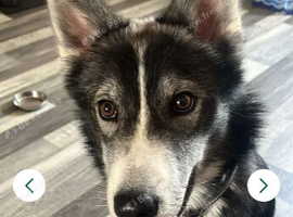 Loki