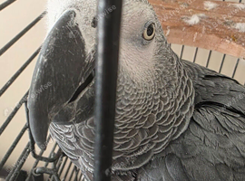 African grey parrot