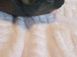 Beautiful Guinea pigs for sale!