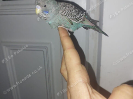 Black face hand reared tame budgie