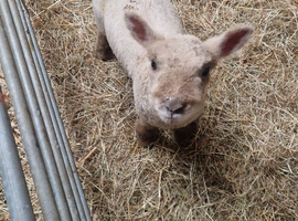 Three week old orphan lamb