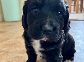Cocker Spaniel Puppy for Sale