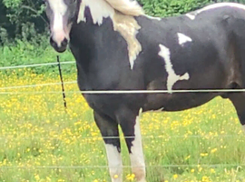 15.3 Warmblood x New forester
