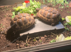 YOUNG TORTISES FOR SALE