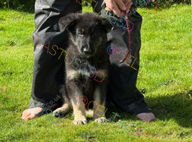 Reduced ready now Kcreg pups from health tested parents