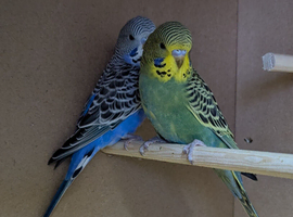 Beautiful Healthy Baby Budgies