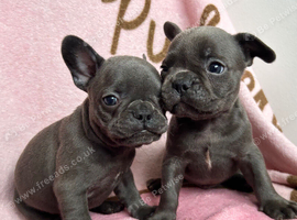 8 weeks old Blue French Bulldog puppies