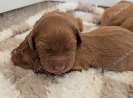 Beautiful F2 labradoodle puppies