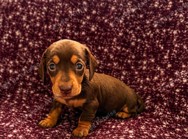 Mini dachshunds