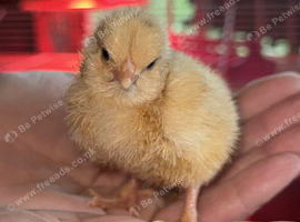 Buff Orpington LF chicks