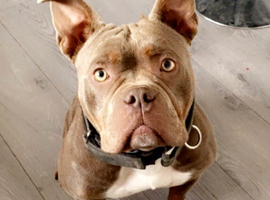 Last 2 girl ****Pocket bully puppies ready to leave now****