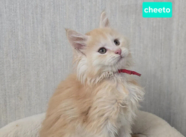 Maine Coons Boys