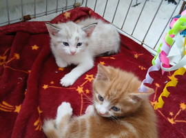 1 female kittens left ragdoll markings bright blue eyes