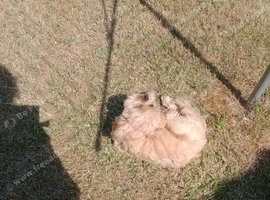 Shih tzu I will not be getting rid of him if there's some way of someone having my other is an hospital but I have nobody to have him