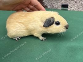 Baby guinea pigs