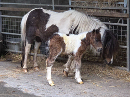 MINI SHETLAND colt foal, spsbs reg.