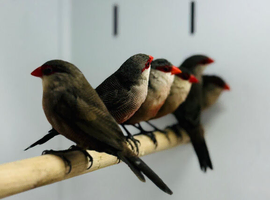 Common waxbill