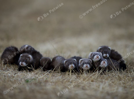 Fitchy ferrets